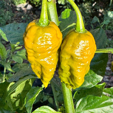 Death Spiral Mustard - Seeds - The Pepper Pantry (Formerly Marie Sharp's)